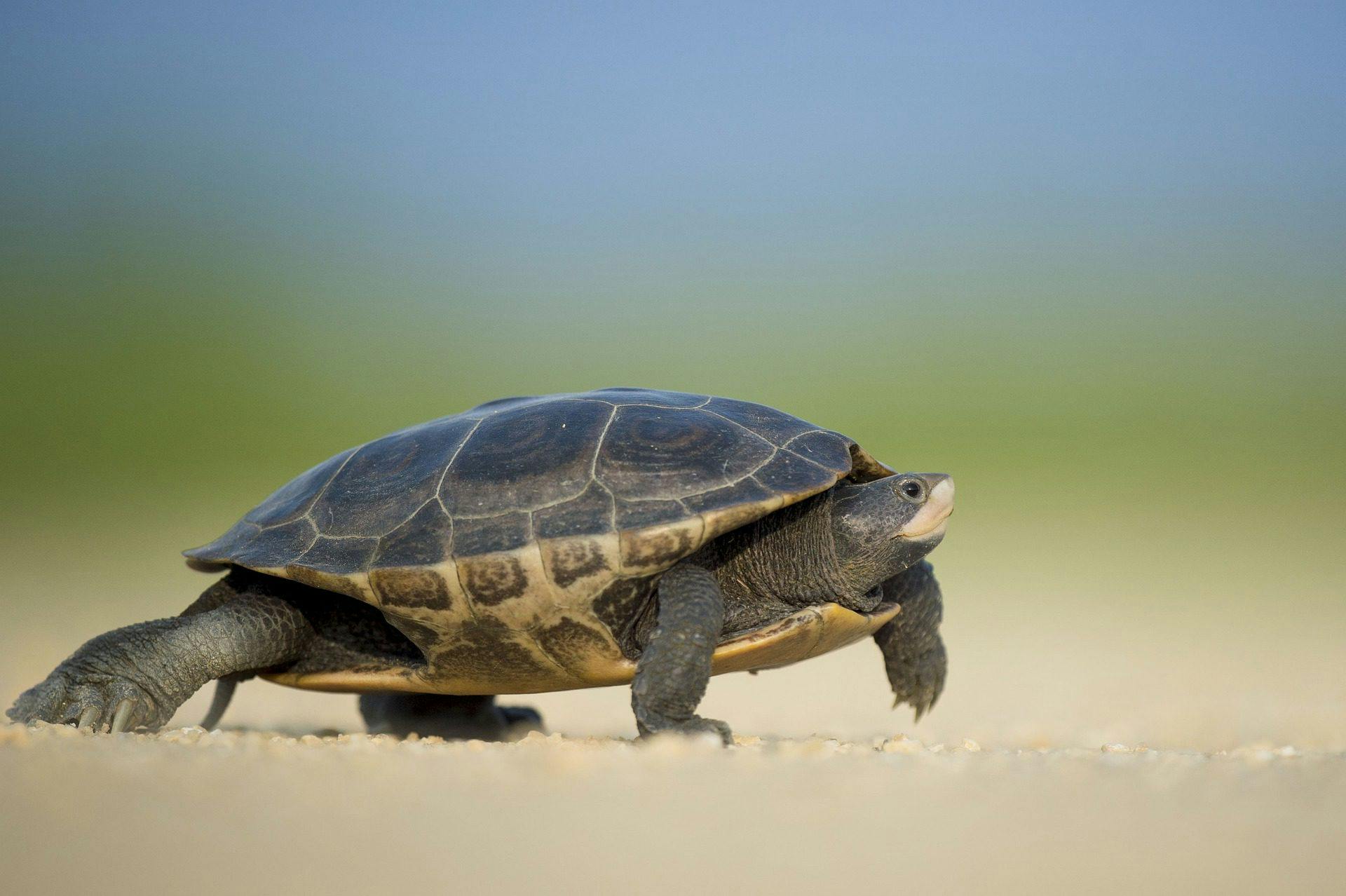 turtle walking on gravel